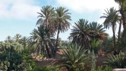 730 millions de dirhams investis dans l’agriculture à Guelmim : 32.000 personnes ont profité  du Plan Maroc Vert