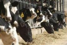 137.000 quintaux d’aliments pour bétail mis à la disposition des éleveurs