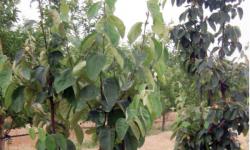 Sensibilisation à l’arboriculture fruitière