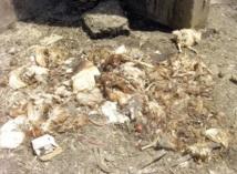 Reportage : Le marché des volailles de Hay Mohammadi fait encore des siennes :  Le calvaire des habitants de La Villette perdure
