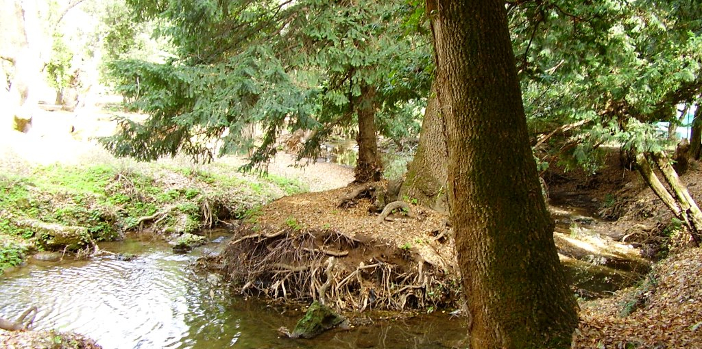 Forêt Aîn Vittel -(7)