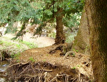 Forêt Aîn Vittel -(7)