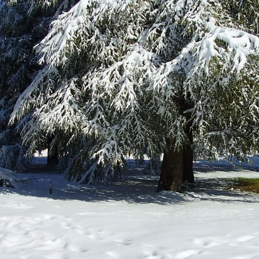 Ifrane en Neige