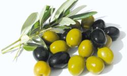 Un salon national de l'olivier  s'invite à Al-Attaouia