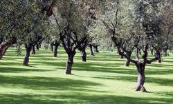 La valorisation de la production oléicole  au centre du Festival des olives
